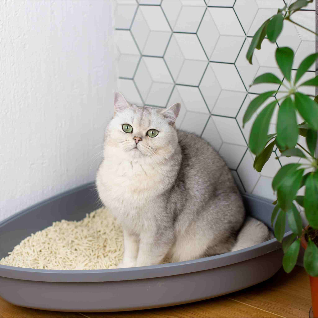 Cat sitting in a litter box with a geometric tile pattern on the wall.