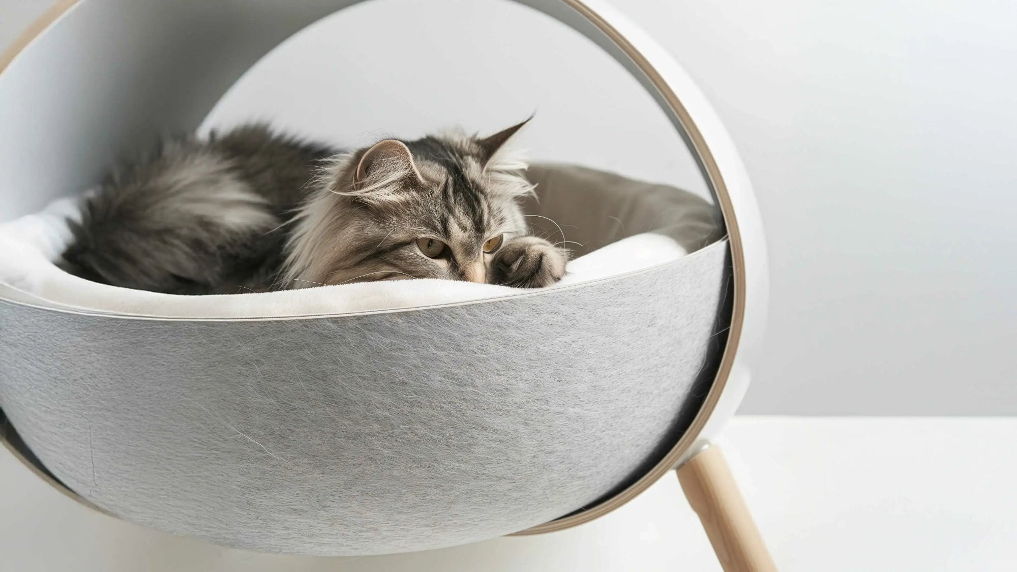 Cat lying in a modern cat bed with a white background