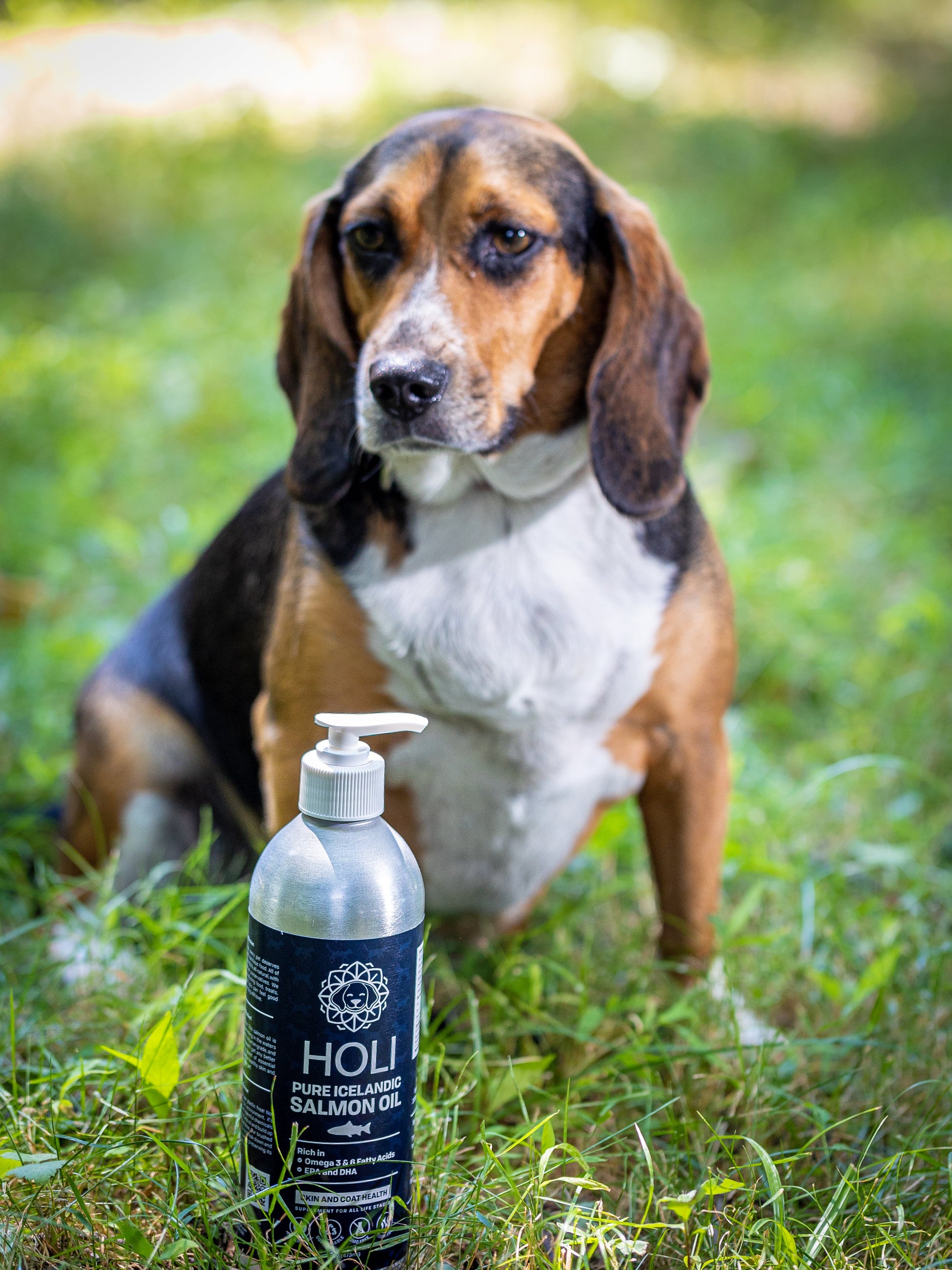 Dog sitting on grass with a bottle of Holi Salmon Oil in front