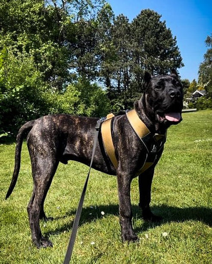 Dog wearing a yellow harness standing on grass with trees in the background