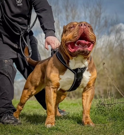 Large brown and white dog on a leash with a person in a field