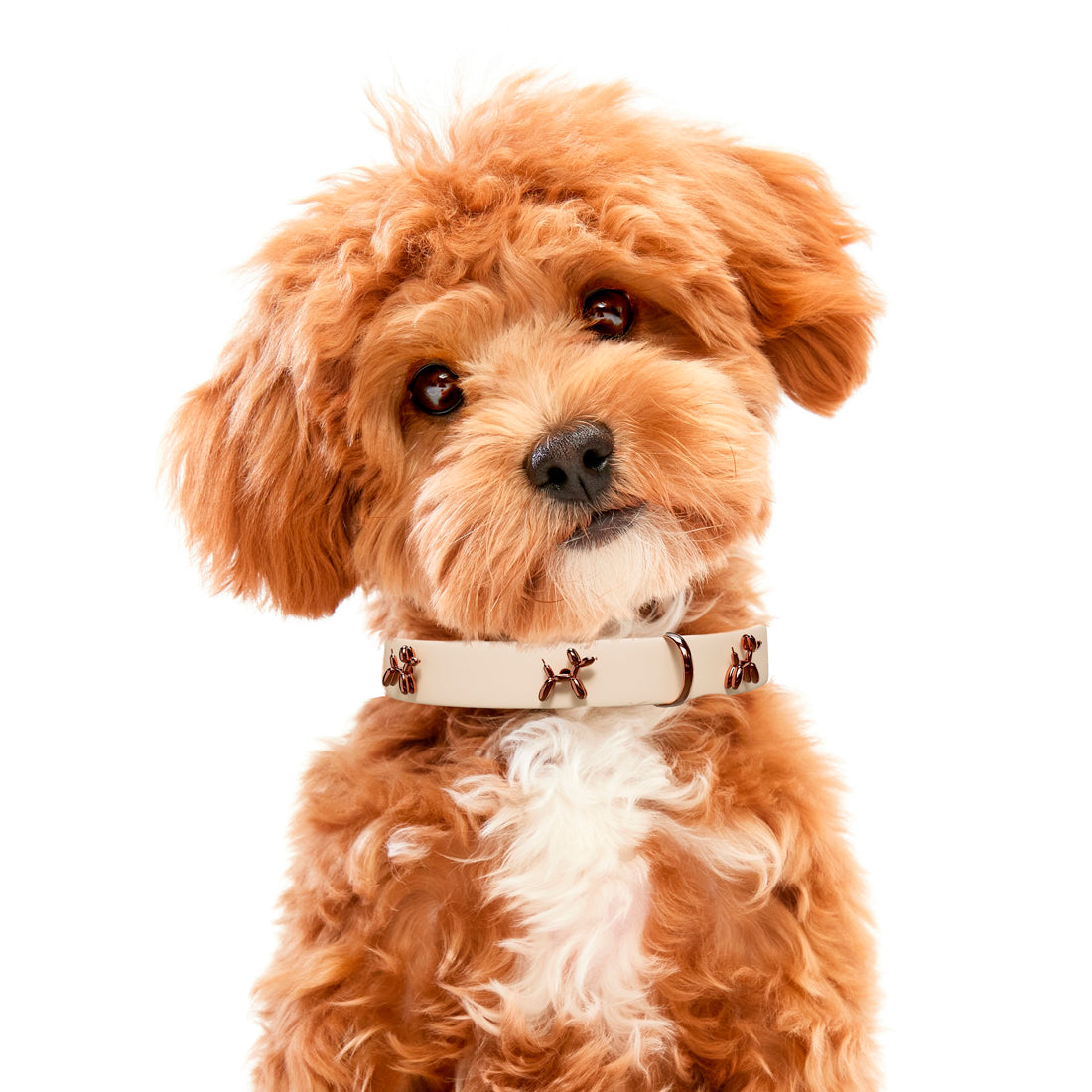 Small brown dog wearing a white collar with a pattern on a white background