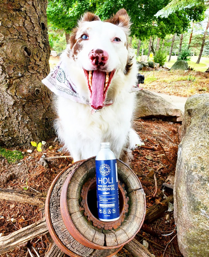 Dog with open mouth next to a bottle of Holi Salmon Oil in a natural setting