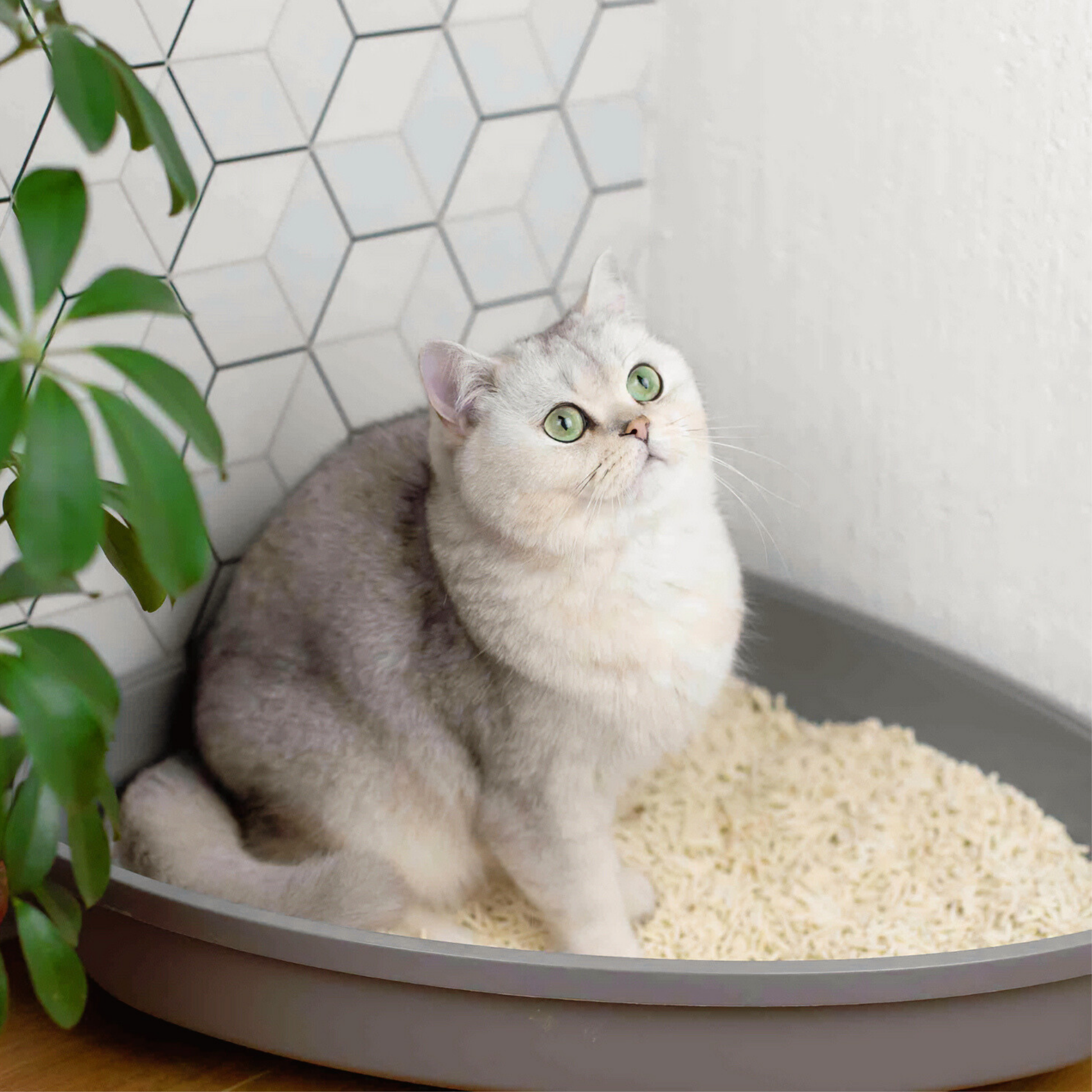 Cat sitting in a litter box with a geometric tile pattern on the wall.