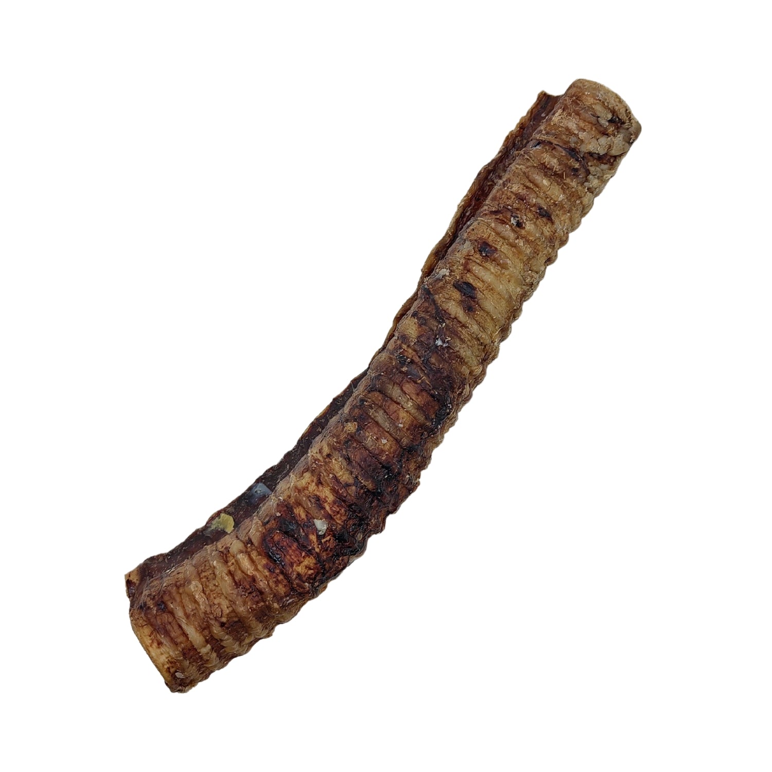 Close view of the open end of a hollow 12 inch beef trachea dog chew