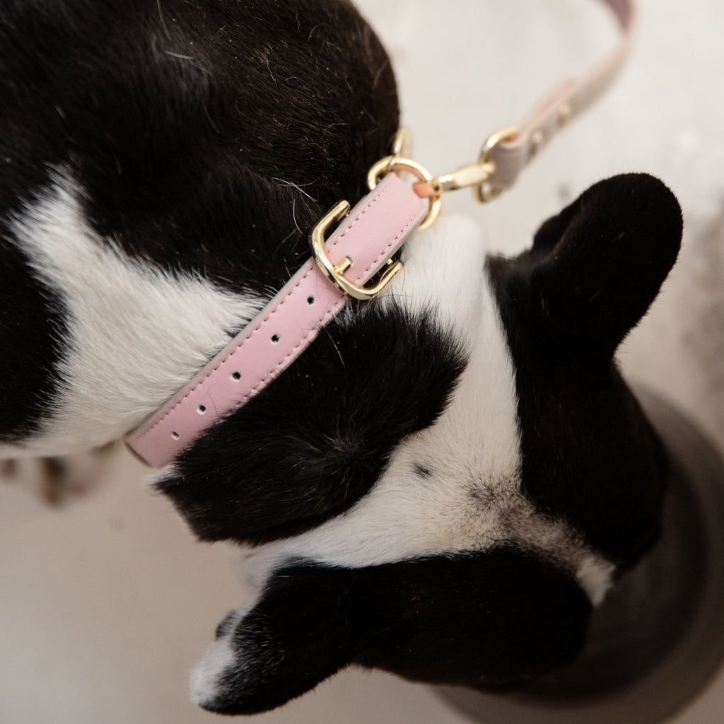 Black and white dog wearing a pink collar with gold hardware.