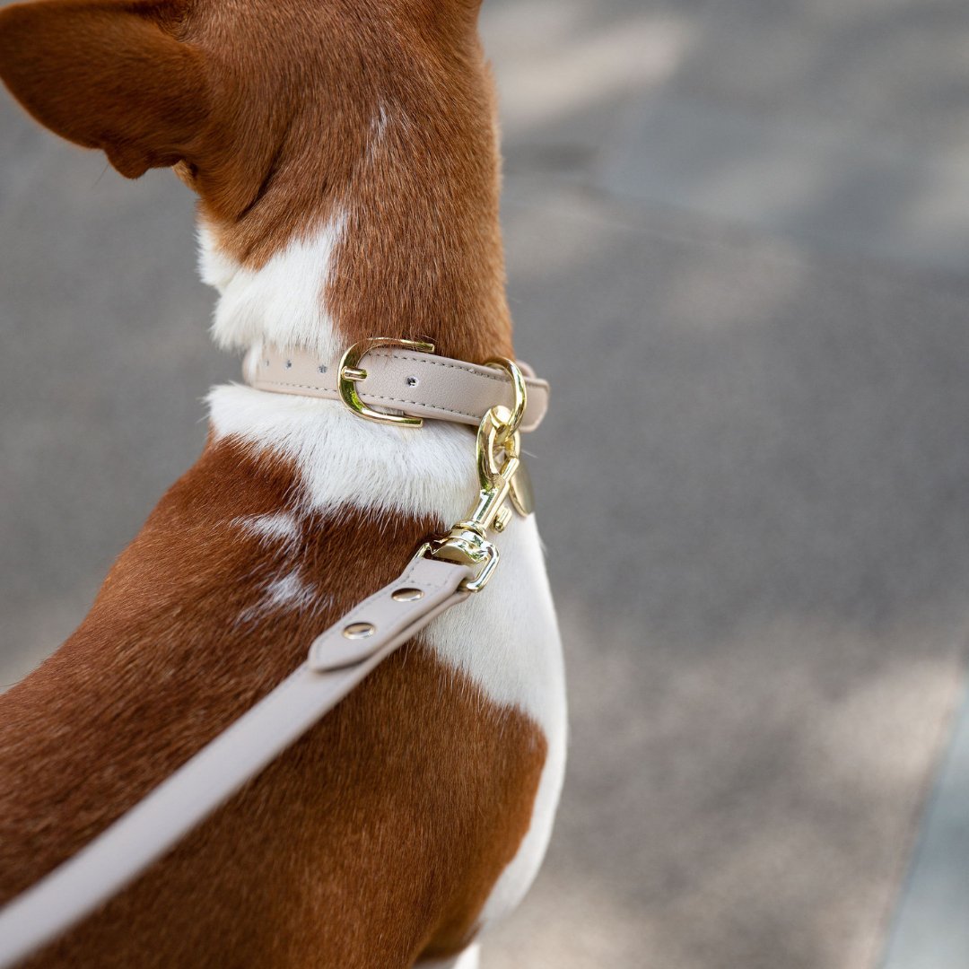 Brown and white dog wearing a light brown collar with a gold buckle on a blurred background
