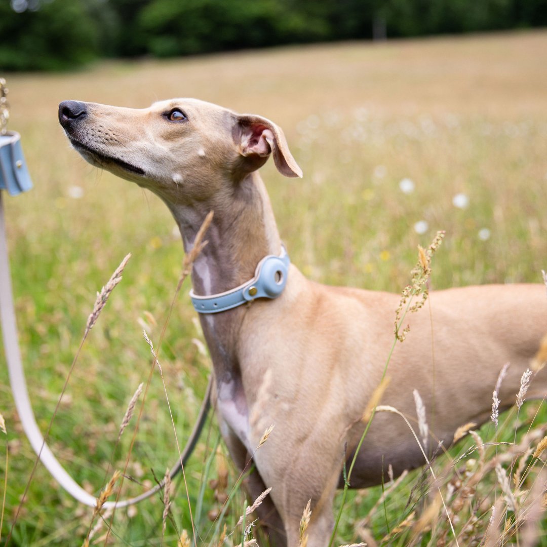 Dog wearing a blue collar standing in a grassy field