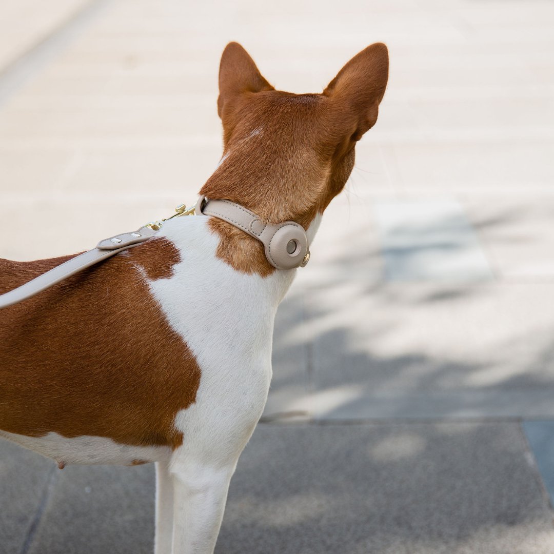 Brown and white dog on a leash with a blurred background