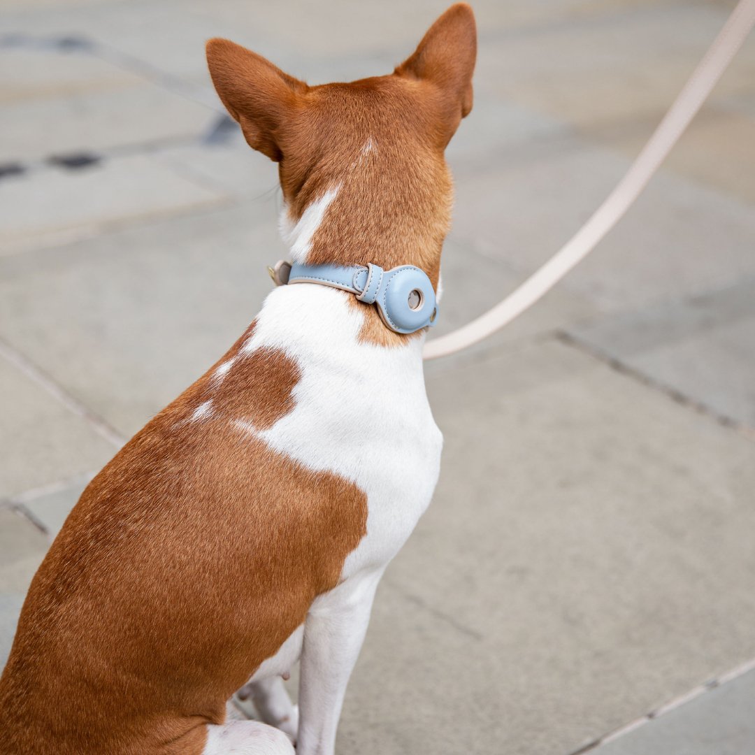 Brown and white dog on a leash on a sidewalk