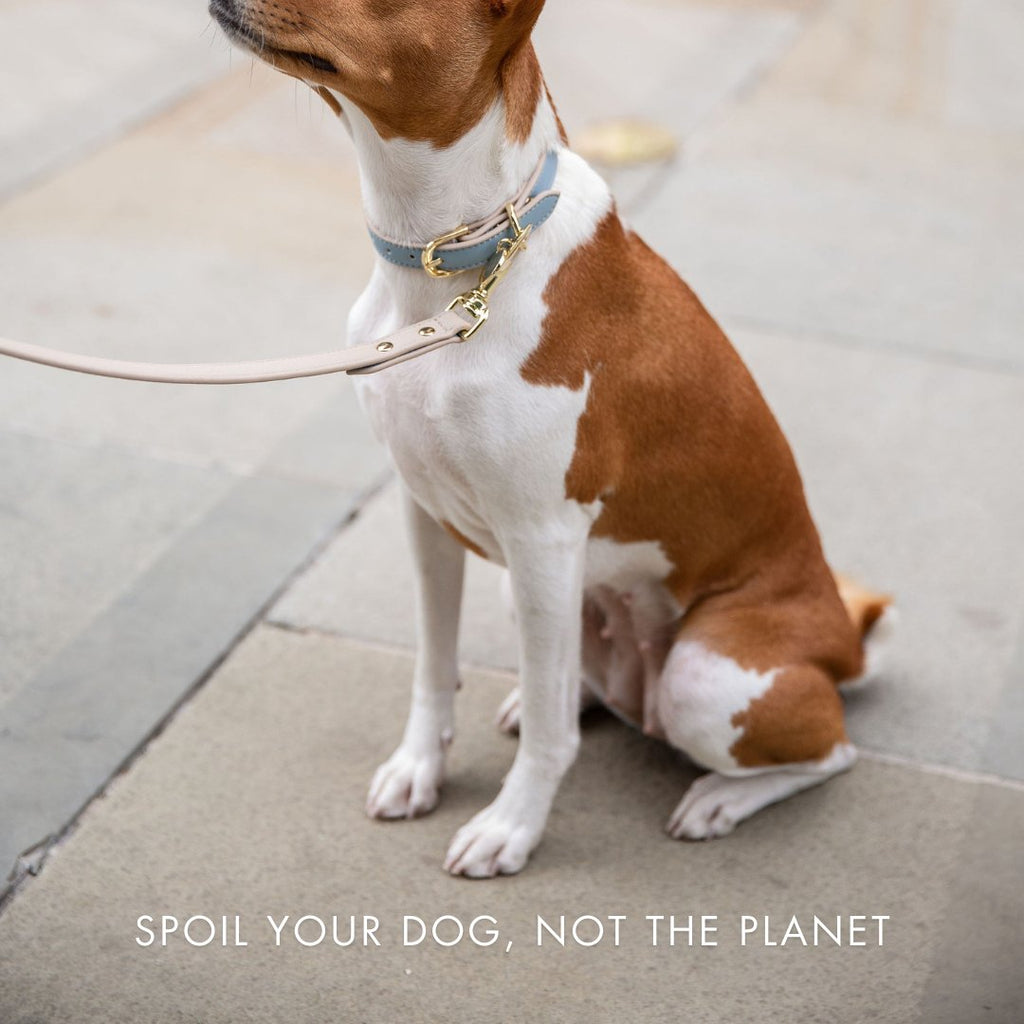Dog sitting on a pavement with a leash, text 'Spoil your dog, not the planet' at the bottom.