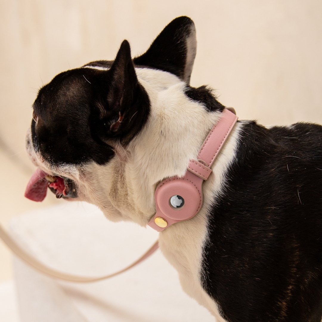 Dog wearing a pink collar with a small screen on a beige background