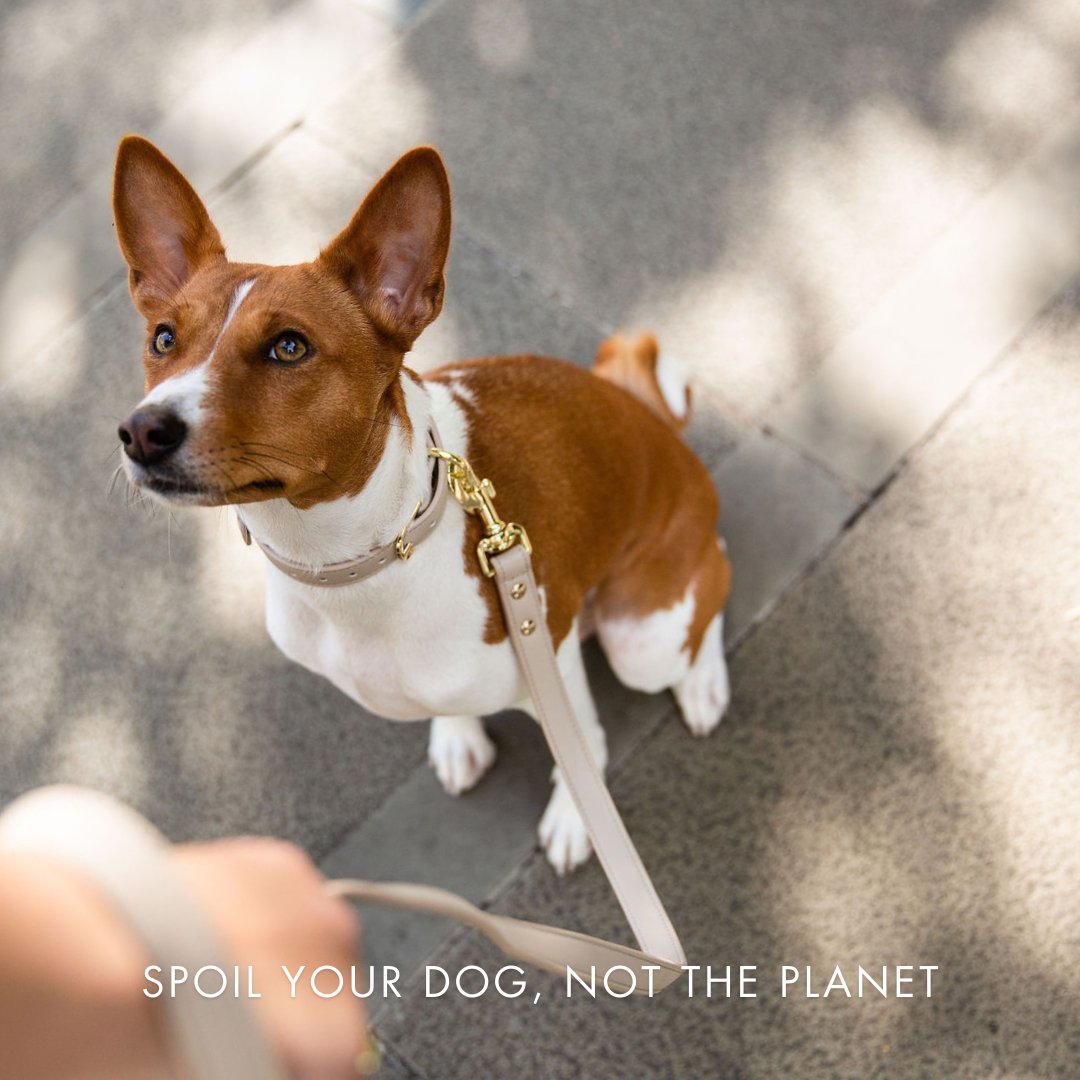 Dog on a leash with text 'Spoil your dog, not the planet' on a blurred background
