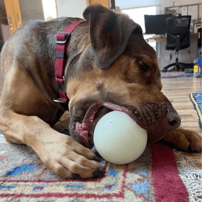 Dog playing with a white ball on a patterned rug indoors.