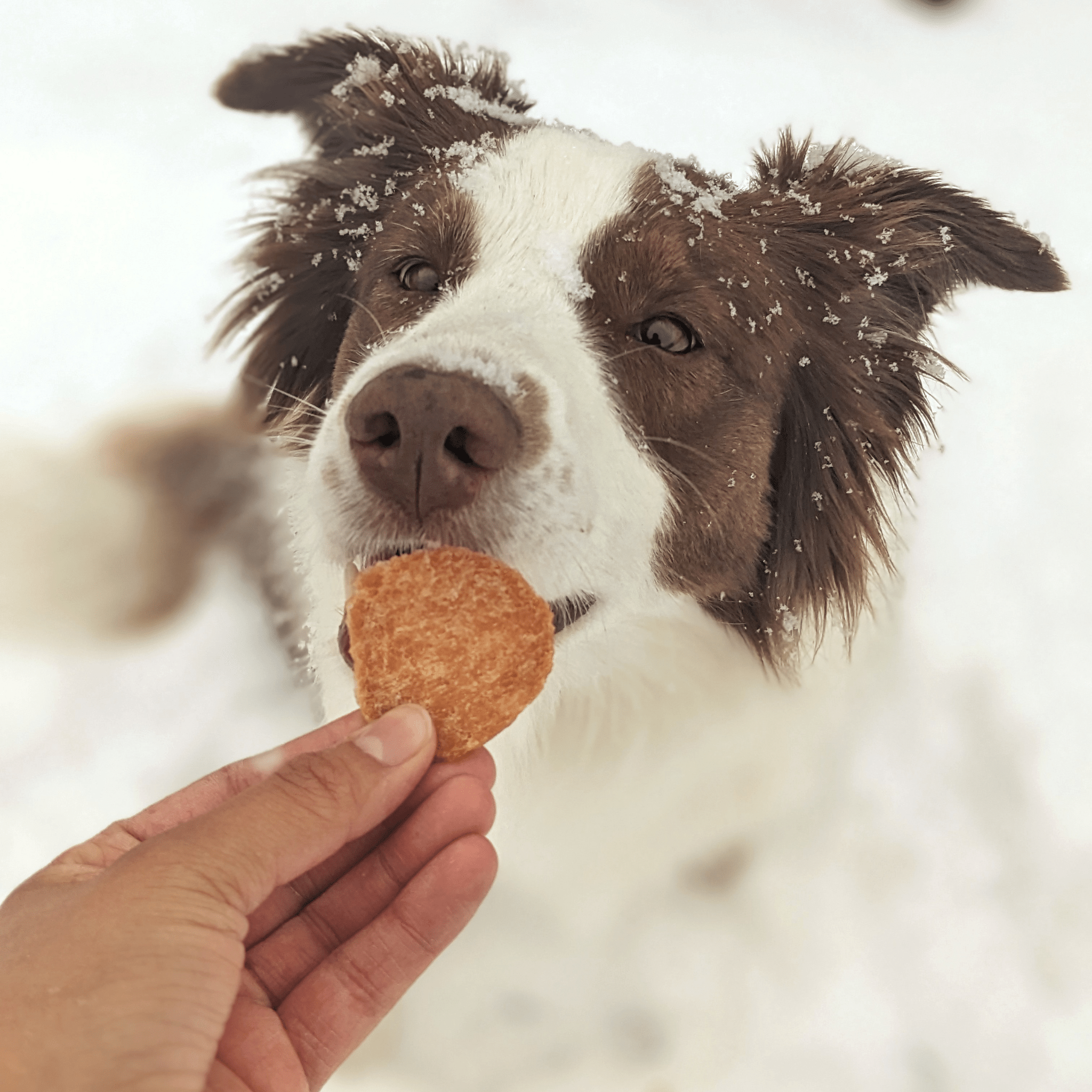 Dog in the snow with a treat held by a hand