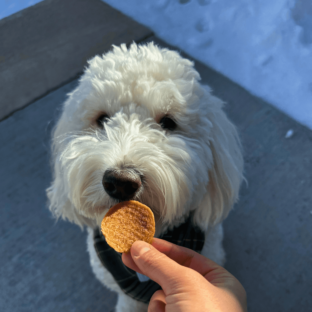 White dog with a treat held by a hand on a snowy ground