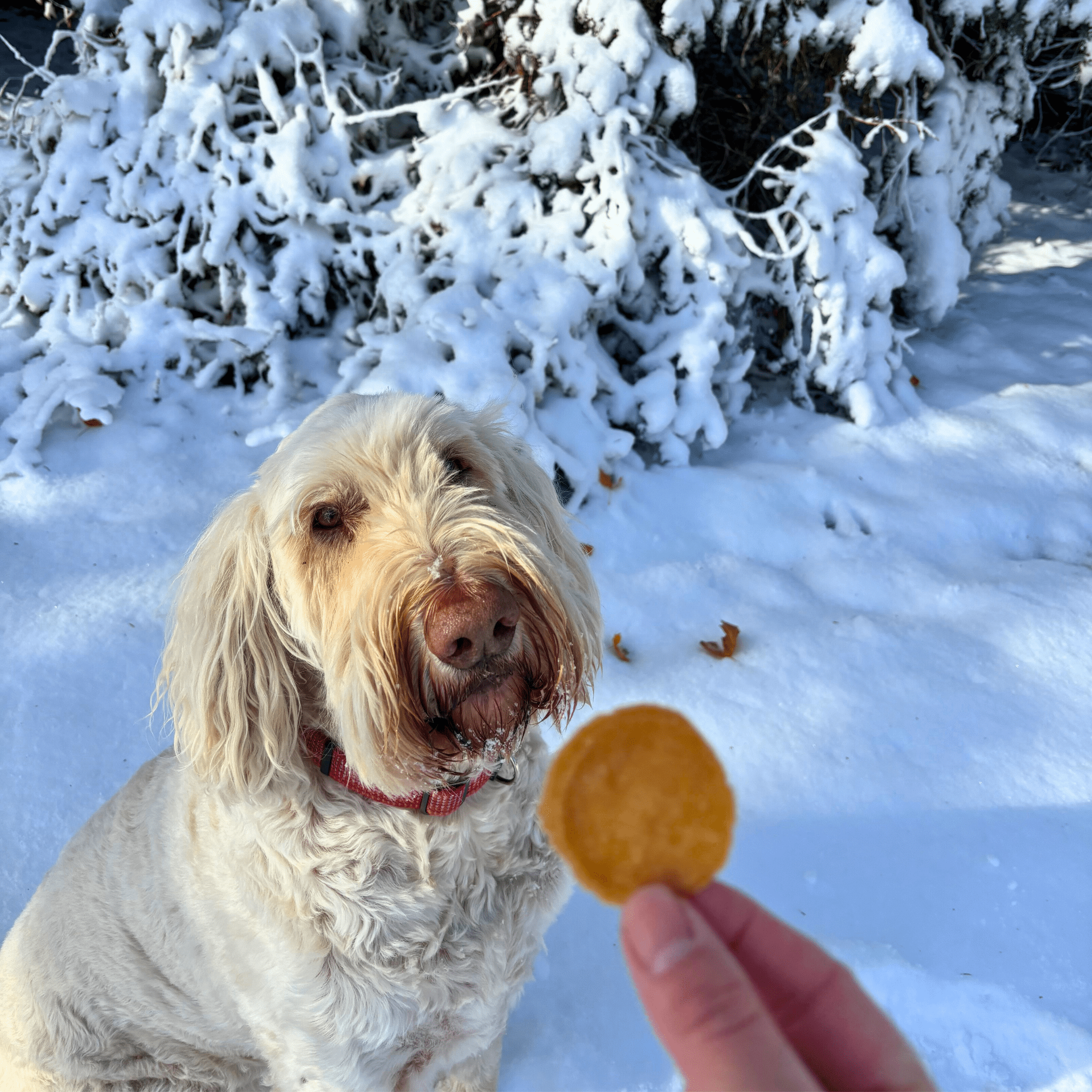 Dog in the snow with a person offering a cookie