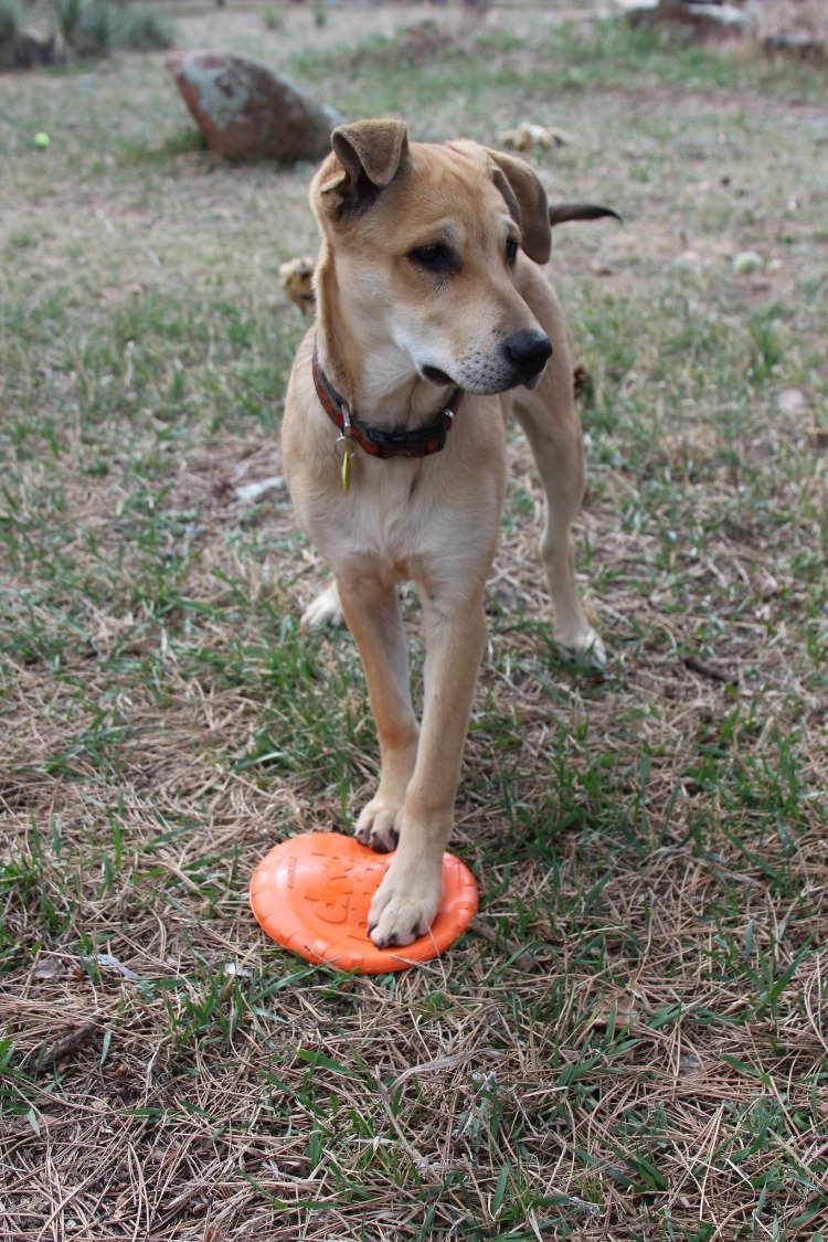 Dog playing with an orange frisbee on a grassy field