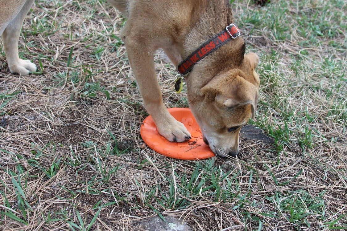 Dog sniffing an orange frisbee on dry grass