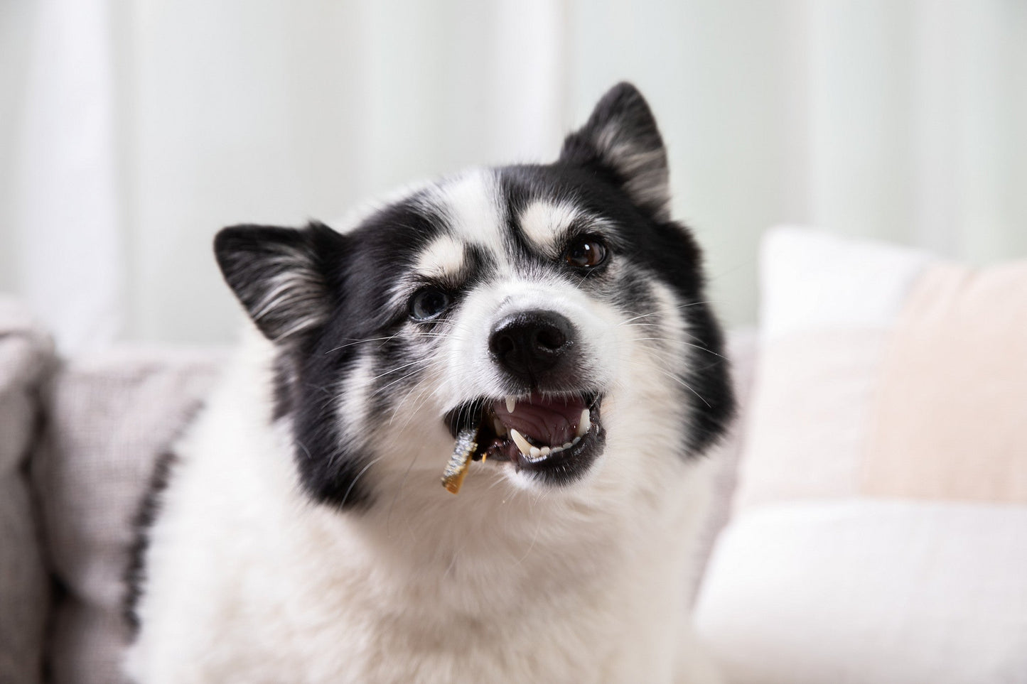 Dog with a treat in its mouth sitting on a couch