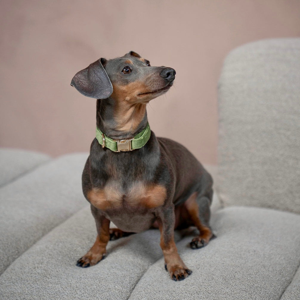 FURLOU Green Velvet Dog Collar worn by a dog, view 3