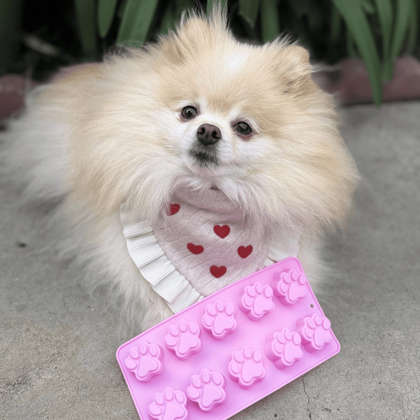 Small fluffy dog wearing a pink heart-patterned bandana with a pink paw print silicone mold.