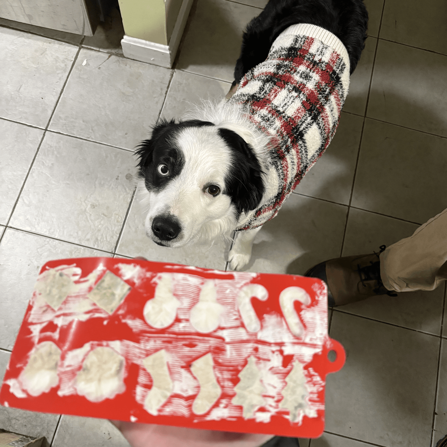 Dog wearing a sweater with a tray of dog treats on a tiled floor.