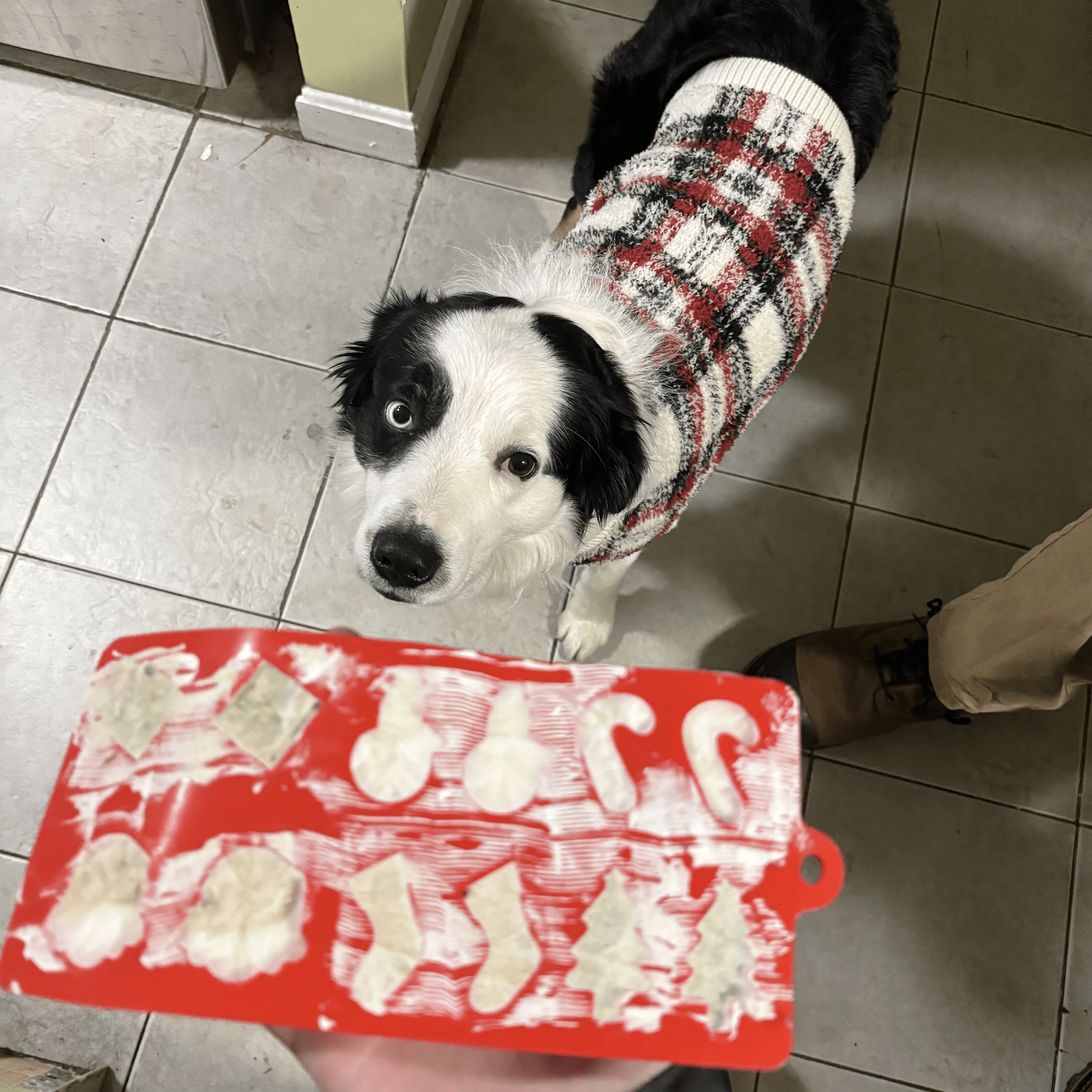 Dog wearing a sweater with a tray of dog treats on a tiled floor.