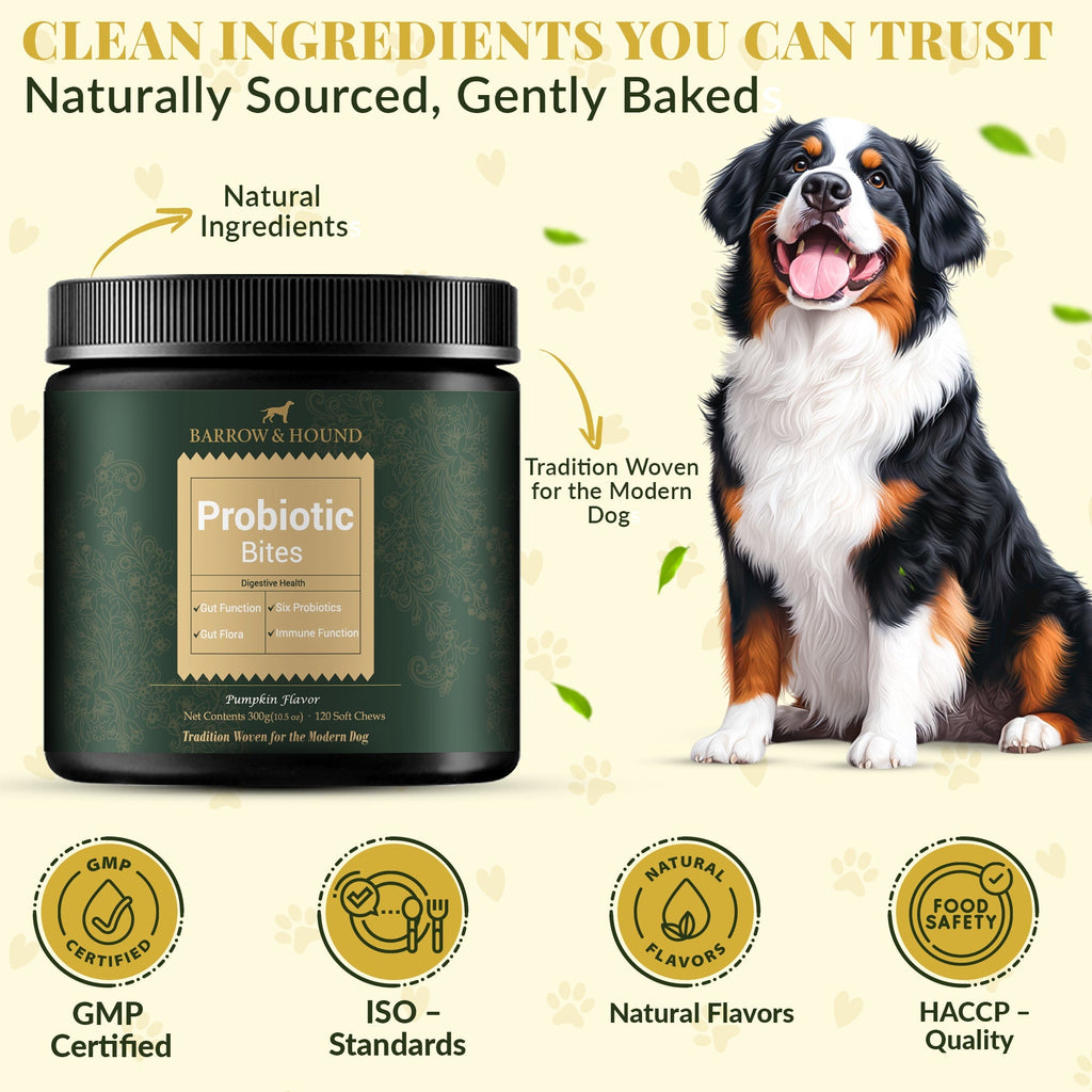 Barrow & Hound Probiotic Bites packaging with a dog and certification logos on a light background