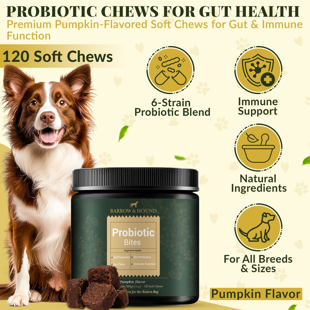 Probiotic chews for gut health with a dog and product packaging on a beige background