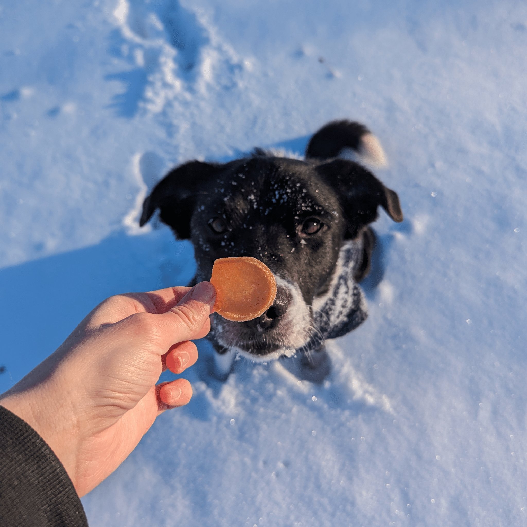 Dog in snow with a carrot held by a hand