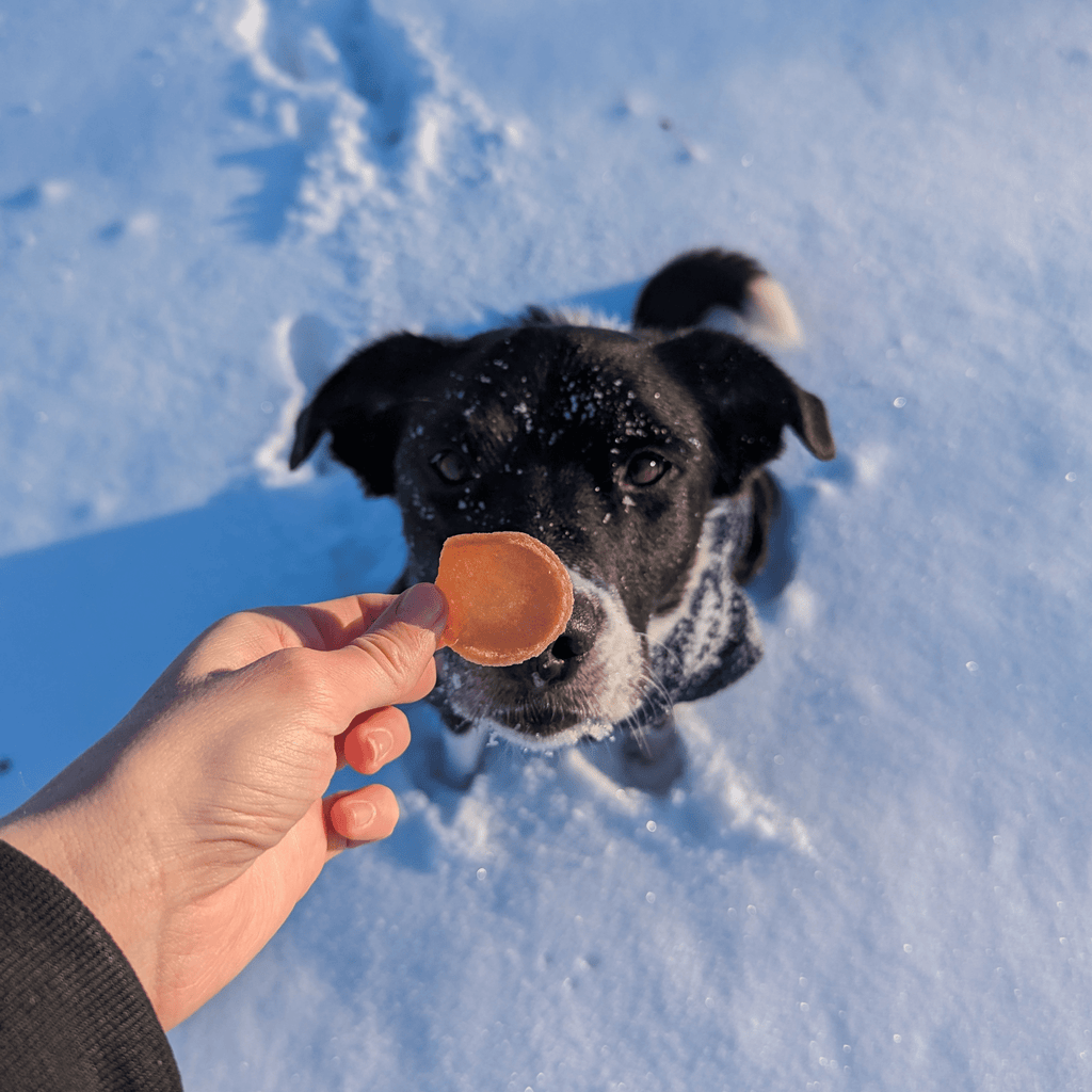 Dog in snow with a carrot held by a hand