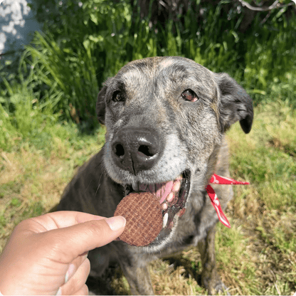 Farm To Pet Beef Chips – rescue dog eating a farm to pet beef dog treat
