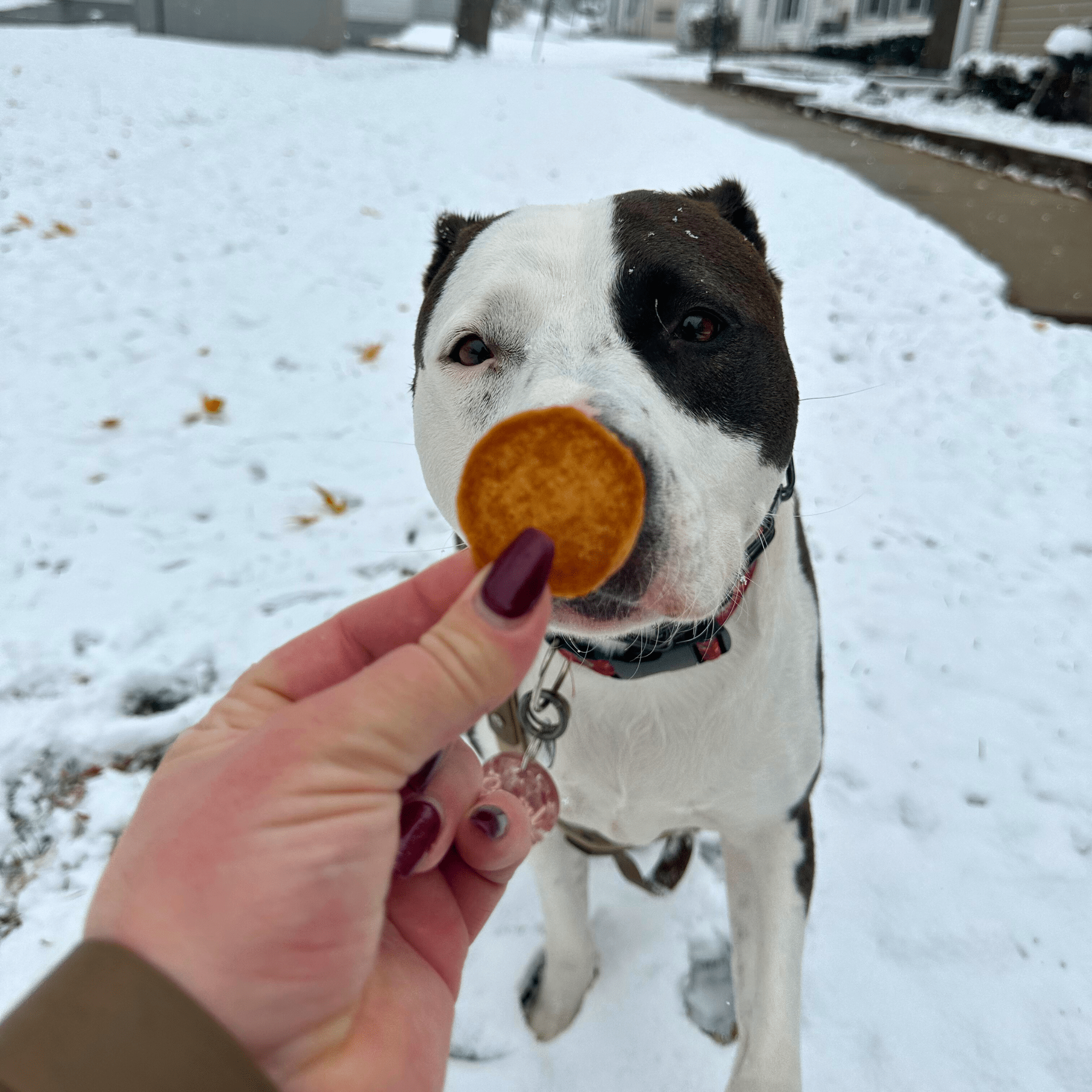 Dog with a treat in its mouth being offered by a hand in a snowy outdoor setting