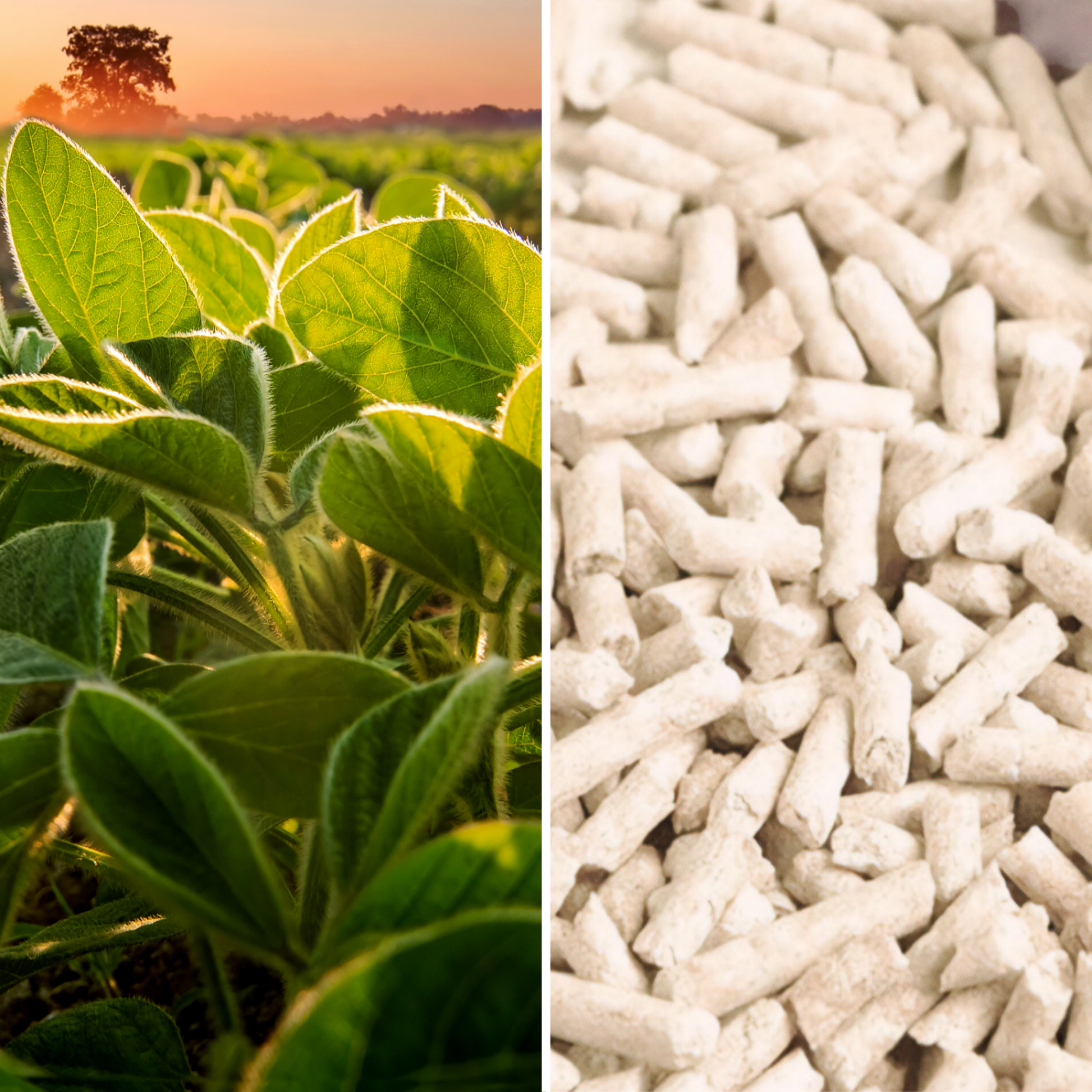 Split image: left with green soybean plants, right with white soybean seeds.