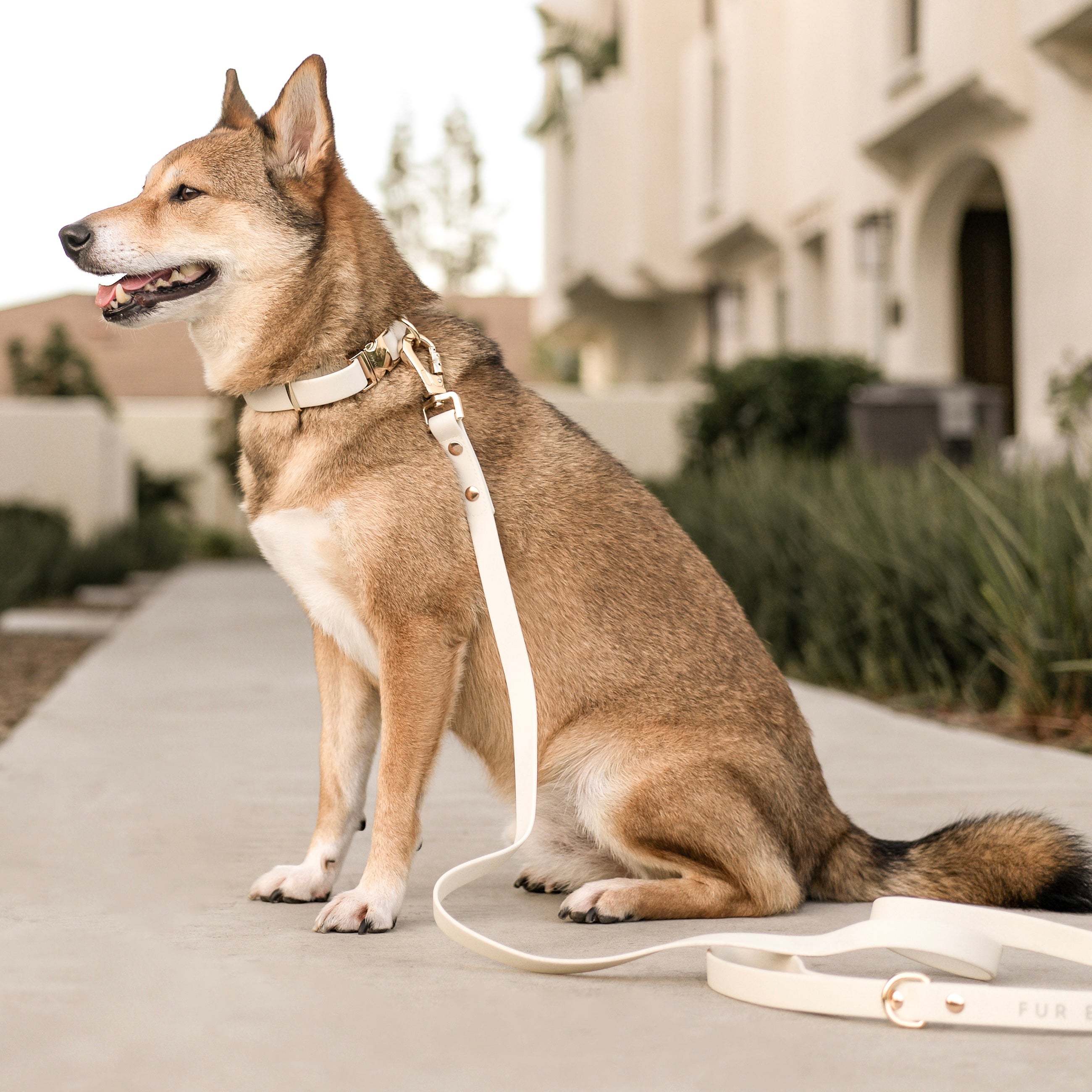 Dog on a leash sitting on a sidewalk with a house in the background