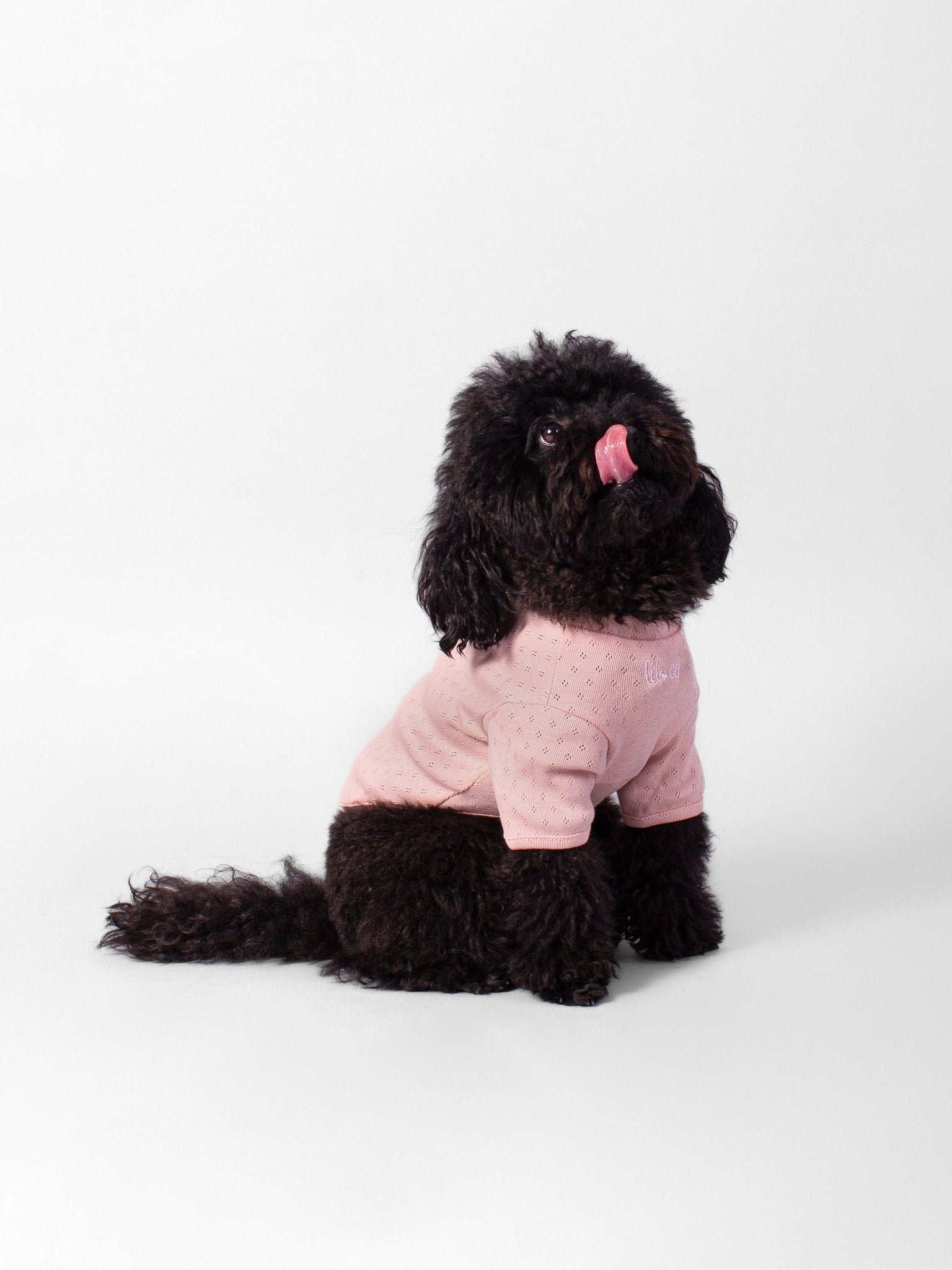 Small black dog wearing a pink sweater on a white background
