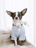 Small dog wearing light blue shorts and a white bandana with black paw prints on a white background