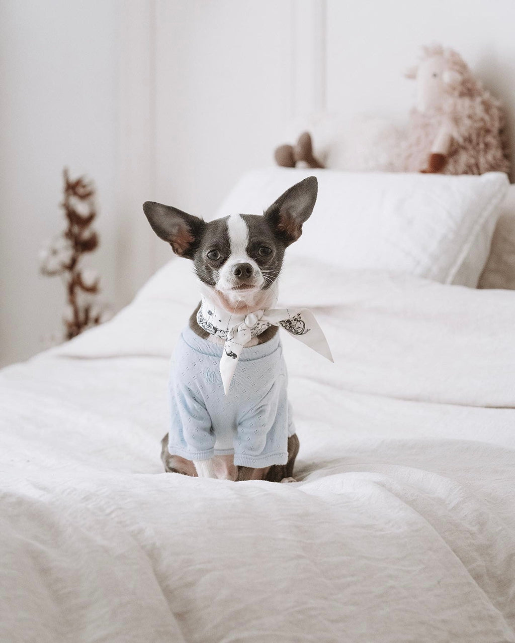 Small dog wearing a outfit sitting on a bed