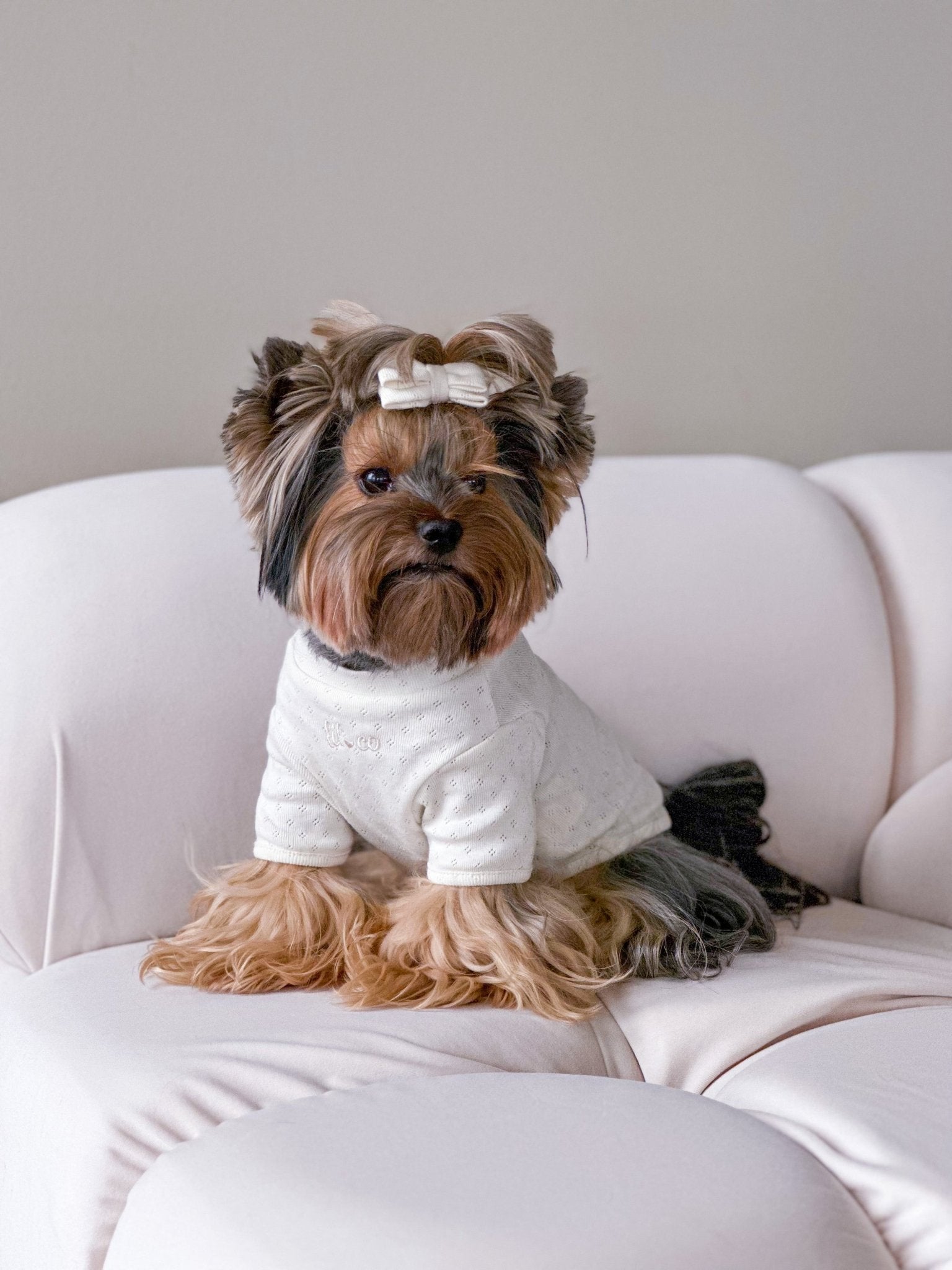 Dog wearing a white outfit with a bow on a white couch