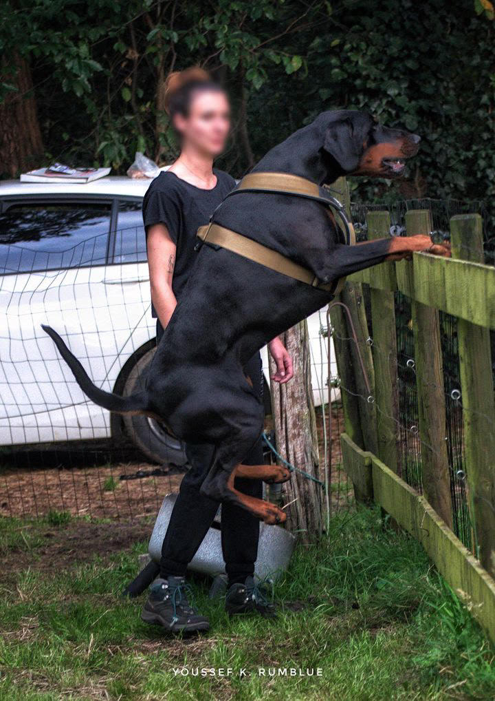 Person with a large black dog on a leash, leaning against a car.