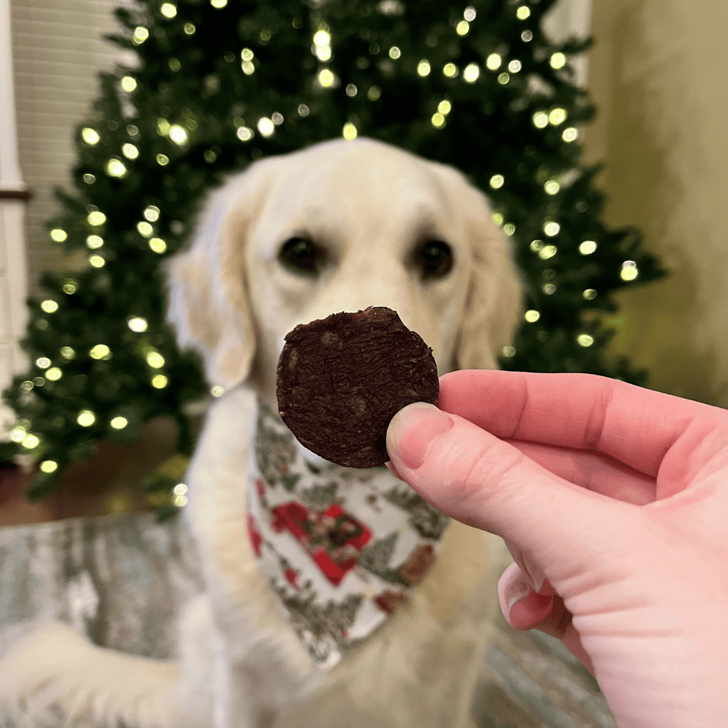Dog wearing a Christmas bandana looking at a treat held by a hand in front of a decorated Christmas tree.